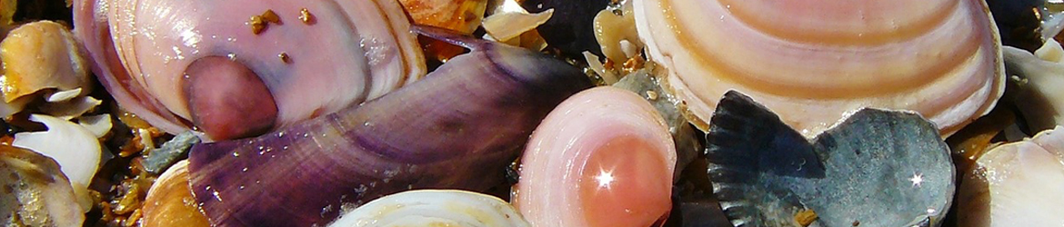 Header Graphic